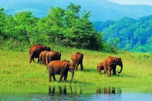 Mollem National Park & Bhagwan Mahavir Wildlife Sanctuary , Mollem (28) Mollem National Park & Bhagwan Mahavir Wildlife Sanctuary , Mollem (28)